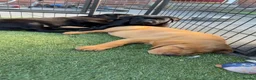 Labrador Retriever dogs for sale: Beautiful Labrador champion bloodline pups  in Doncaster - Advert 13