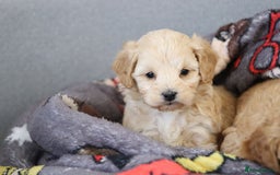 Cavapoochon dogs for sale: Cavapoochon puppies for sale - Advert 24