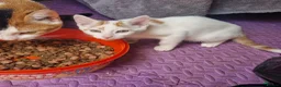 Mixed Breed cats for sale: 2 GINGER&WHITE kittens left 1 male and 1 female  in Wakefield - Advert 4