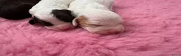 Cocker Spaniel dogs for sale: WCS Puppies from health tested KC Parents  - Advert 15