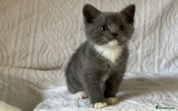 British Shorthair cats for sale: British shorthair kittens  - Image 9