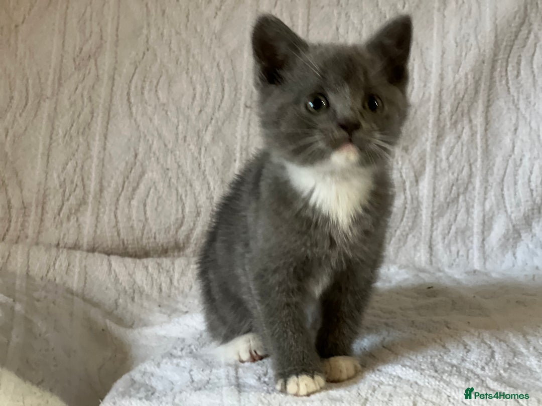 British Shorthair cats for sale: British shorthair kittens  - Image 9