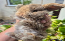 Mini Lop rabbits for sale: Beautifull  mini lops  - Image 5