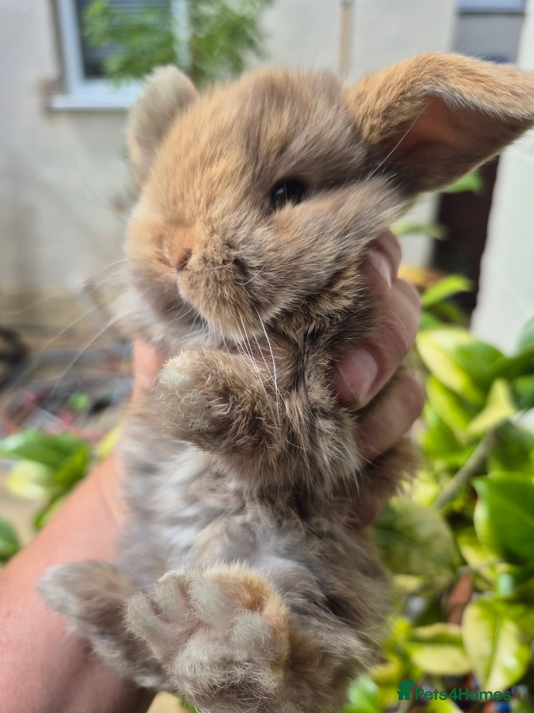 Mini Lop rabbits for sale: Beautifull  mini lops  - Image 5