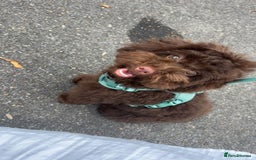 Toy Poodle dogs for sale: Toy poodle puppy  - Image 4