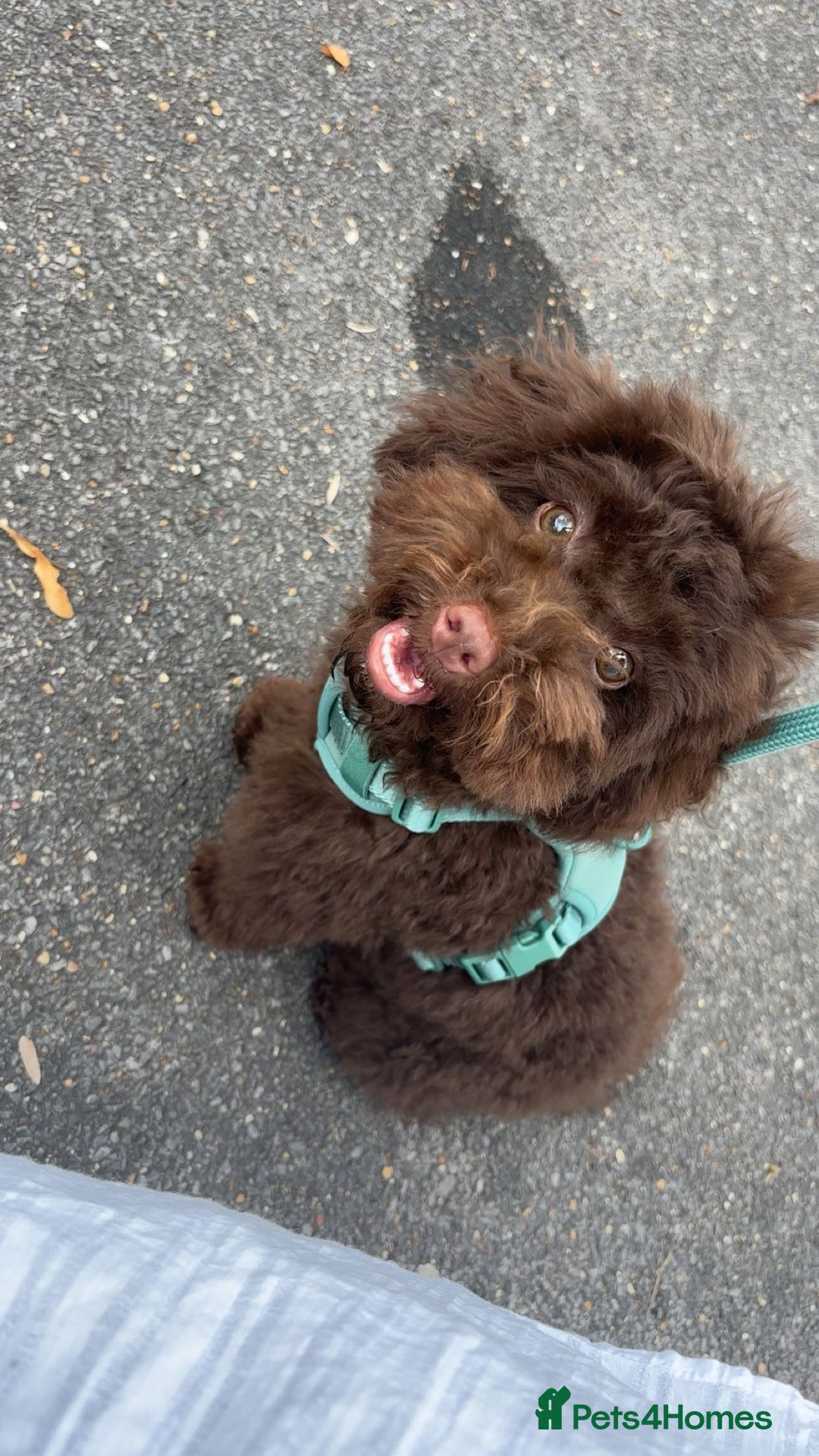 Toy Poodle dogs for sale: Toy poodle puppy  - Image 4