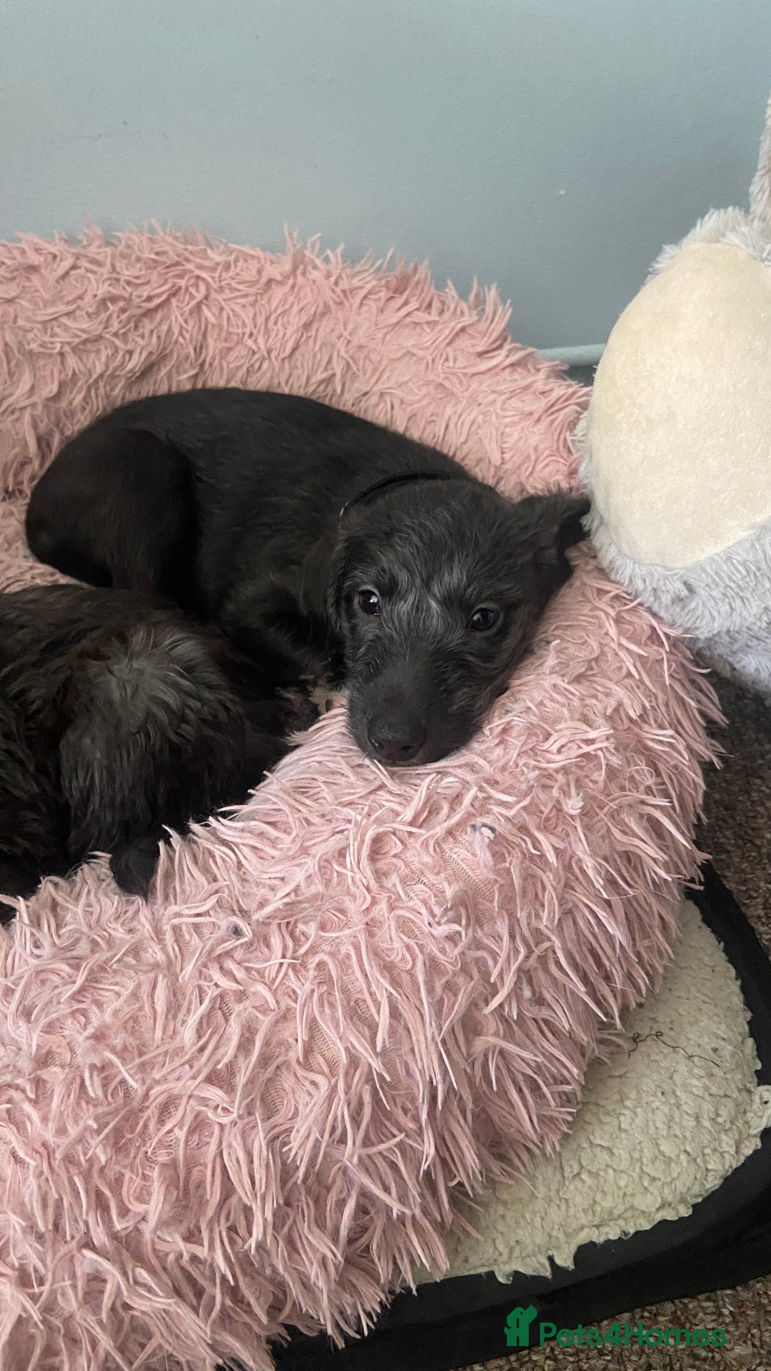 Bedlington Terrier dogs for sale: Bedlington cross whippet - Advert 11