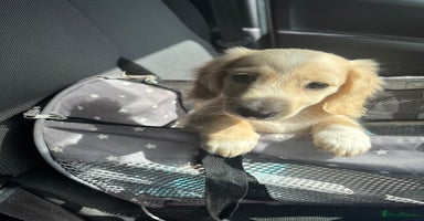 Miniature Dachshund dogs - Advert 3