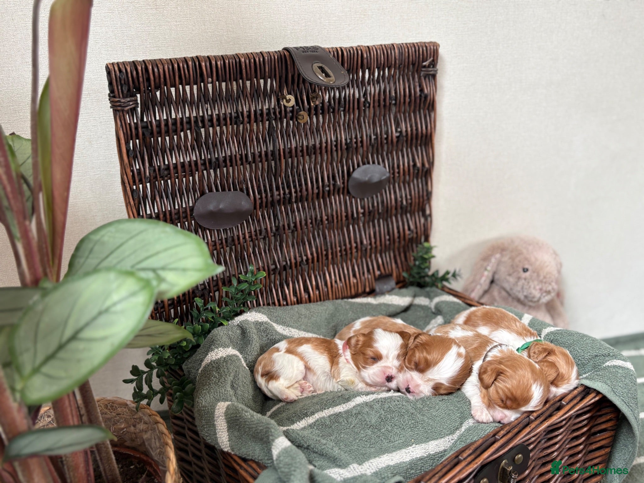 Cavalier King Charles Spaniel dogs CLEAR HEALTH TESTED cavalier King Charles pups - Advert 2
