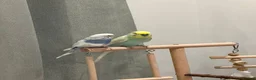 Budgerigars birds for sale: Budgies Looking for a Loving Forever Home - Advert 4