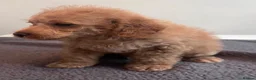 Cockapoo dogs for sale: 🐶 Beautiful F1B Cockapoo Puppies 🐶 - Advert 18