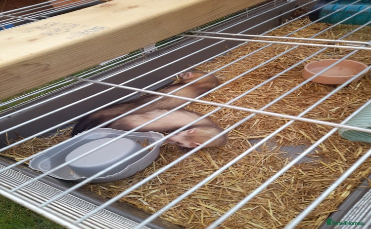 Ferret rodents - Advert 1