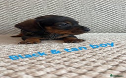 Dachshund dogs for sale: 🌈🌈rainbow litter 🌈🌈 - Image 2