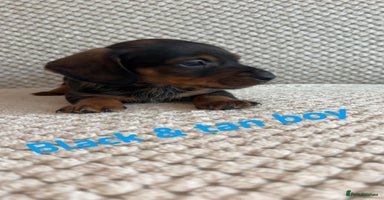 Dachshund dogs - Advert 6