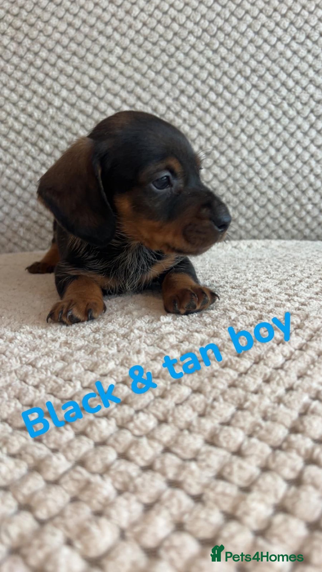Dachshund dogs for sale: 🌈🌈rainbow litter 🌈🌈 - Image 2
