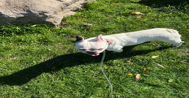 French Bulldog dogs - Advert 2