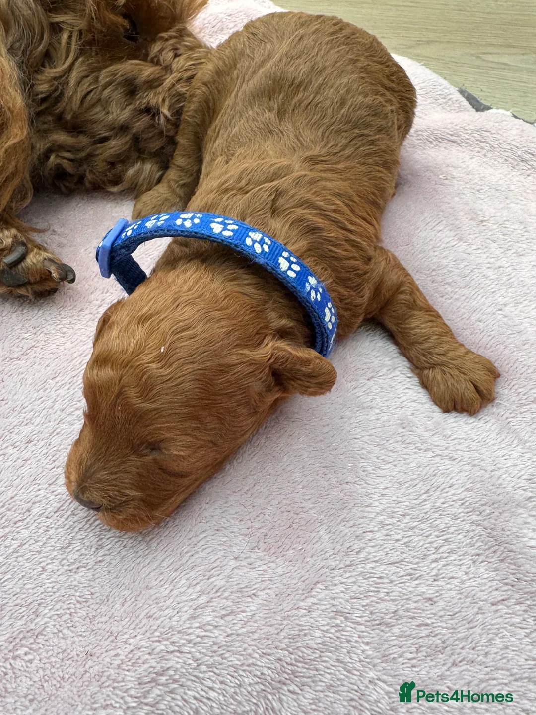 Toy Poodle dogs for sale: KC Reg RED Toy Poodle , 10 CHAMPIONS in blood line in Hatfield - Advert 30