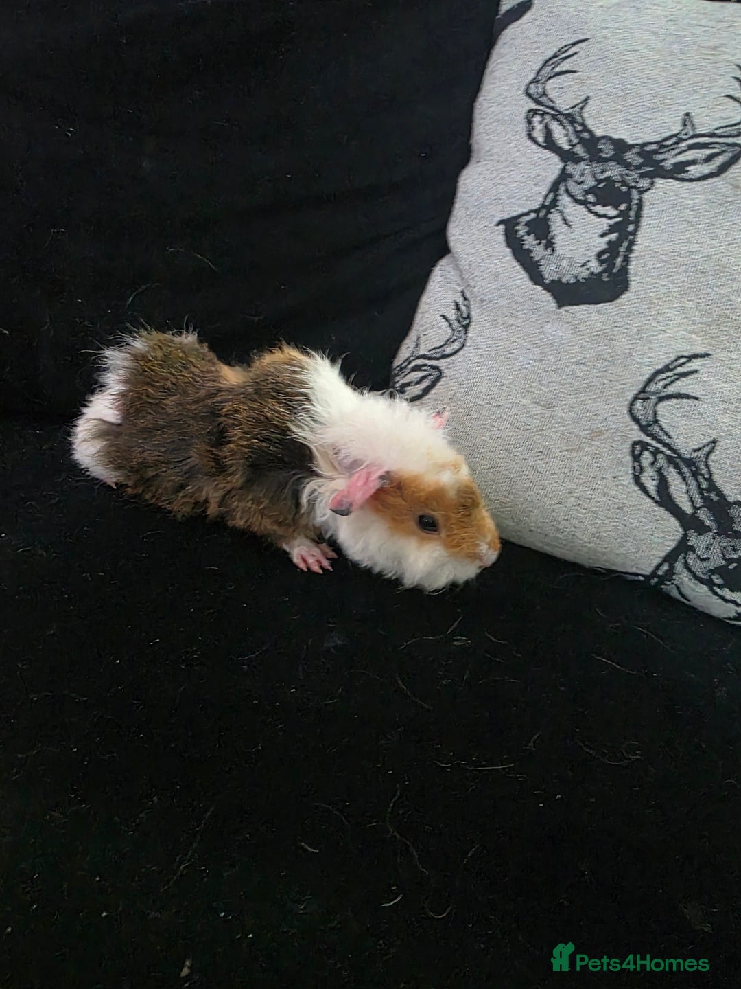 Guinea Pig rodents for sale: Baby Guinea pigs  - Advert 2