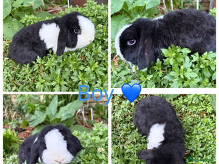 Mini Lop rabbits Male mini lop (pet or breeding) - Advert 9