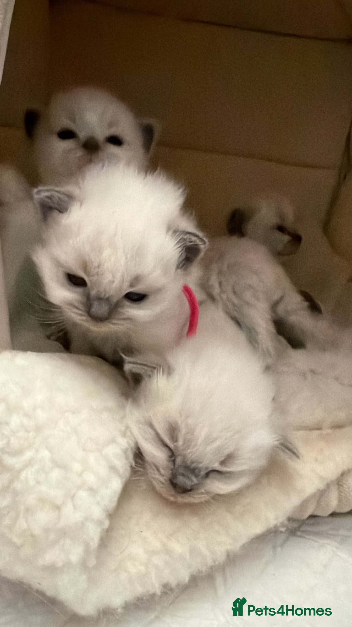 Ragdoll cats Ragdolls  - Advert 5