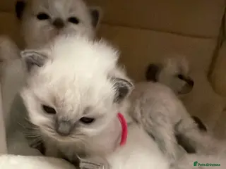 Ragdoll cats Ragdolls - Advert 5