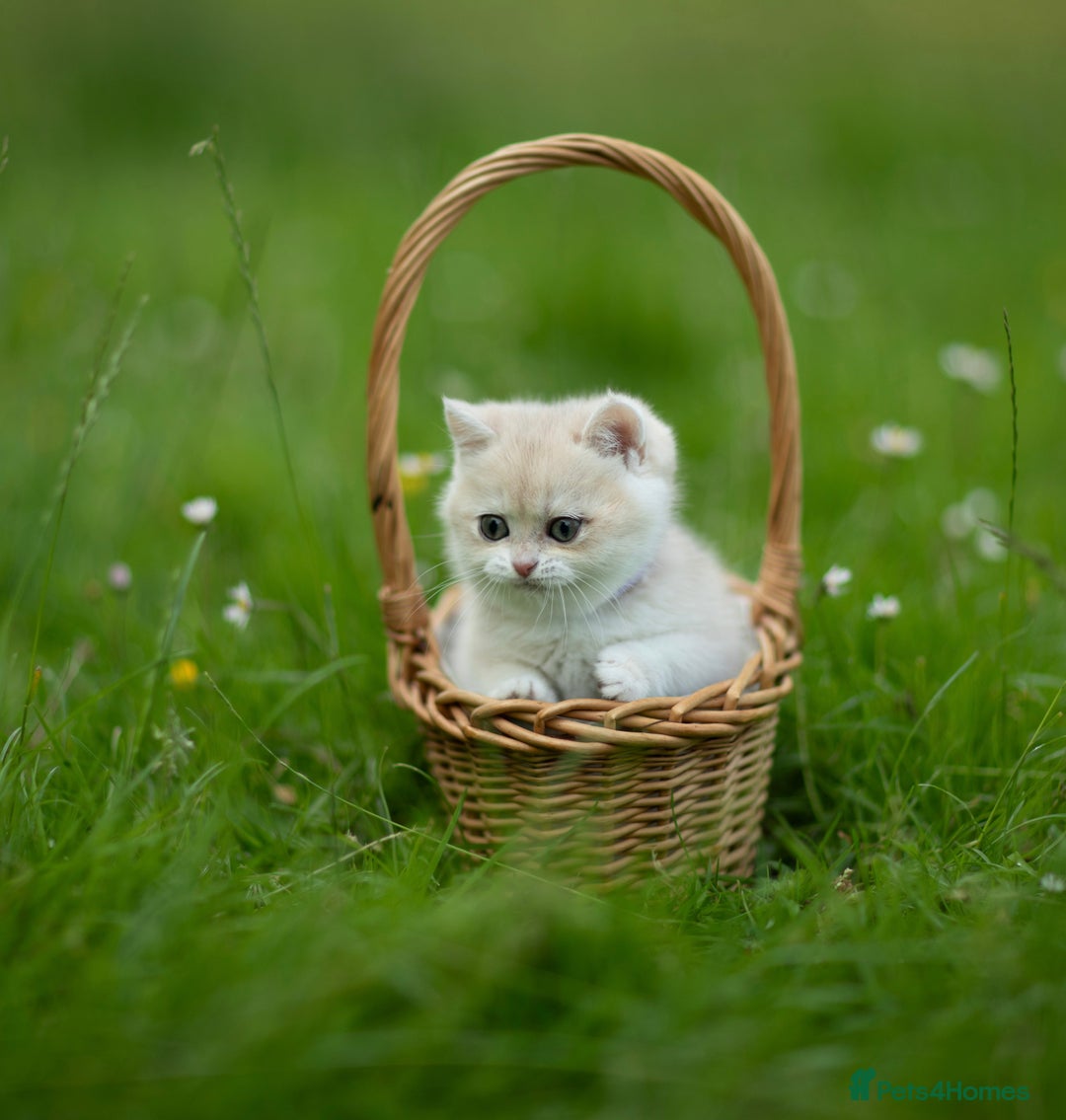 British Shorthair cats for sale: 🔥Exceptional GCCF pedigree golden BSH - Image 21