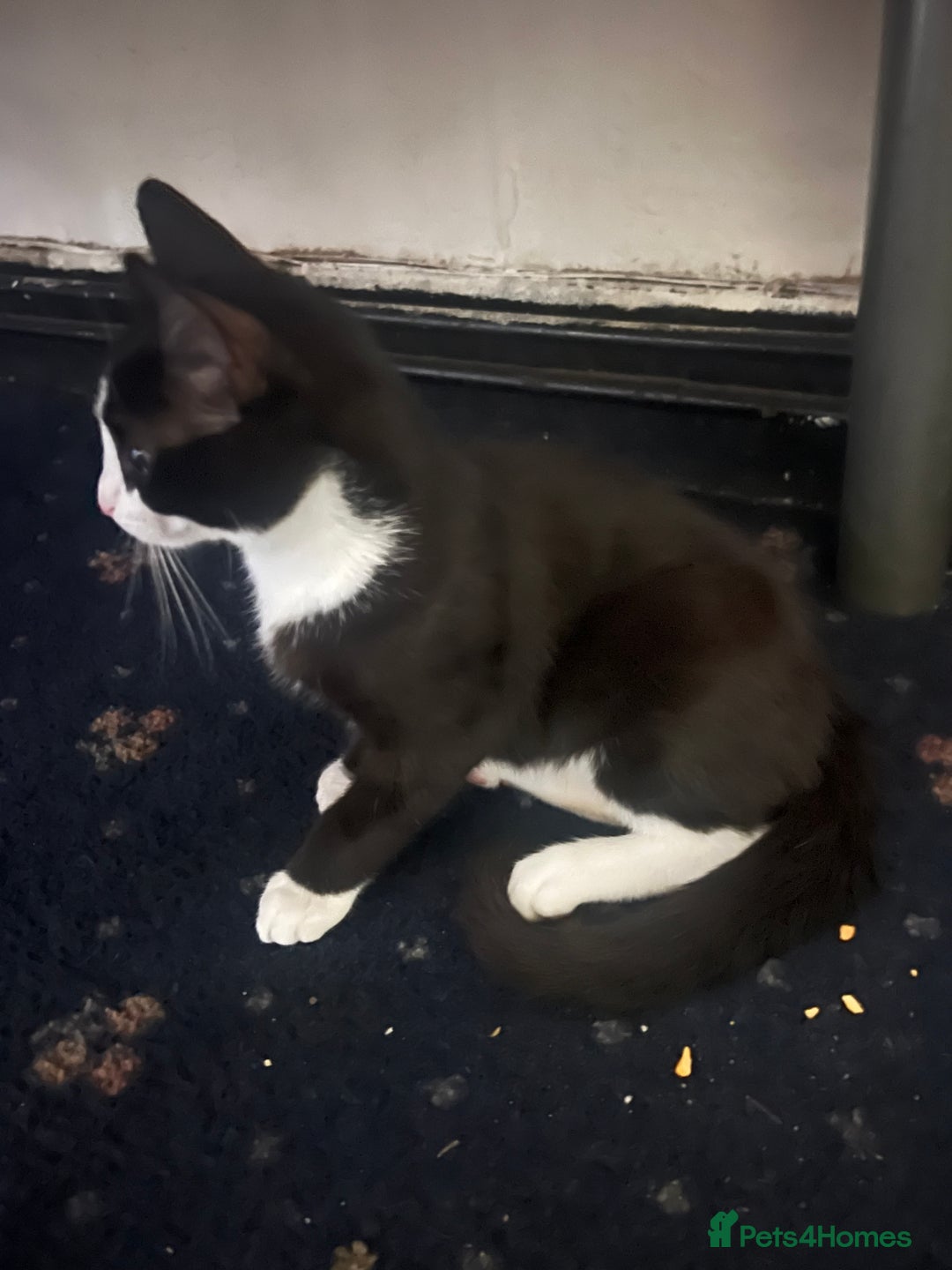 Domestic Shorthair cats for sale: Meet Zora  - Image 3