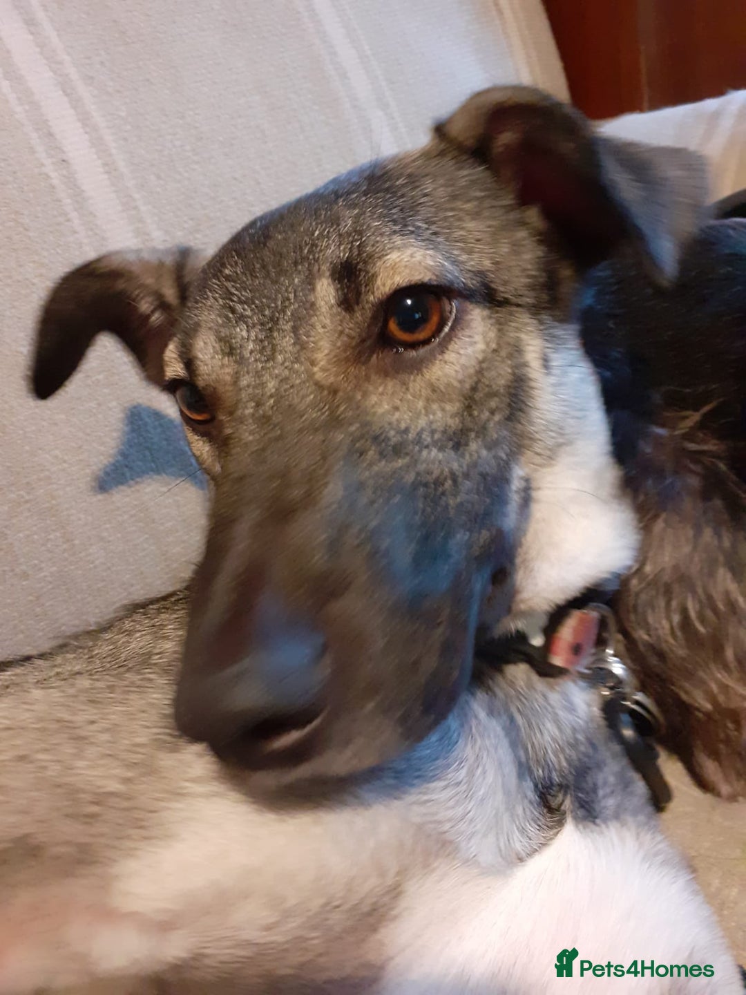 Mixed Breed dogs for sale: Meet Holly! - Advert 4