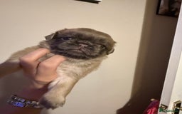Pug dogs for sale: fluffy pug puppies  - Advert 12