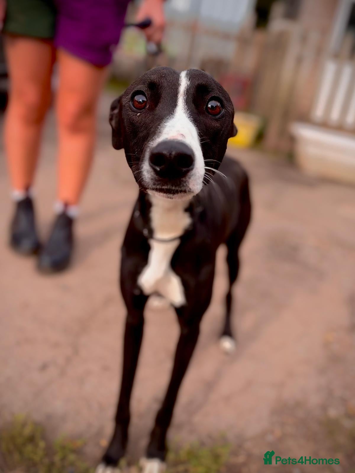 Whippet dogs Twig - Whippet Cross for Adoption (16 kg) - Advert 9