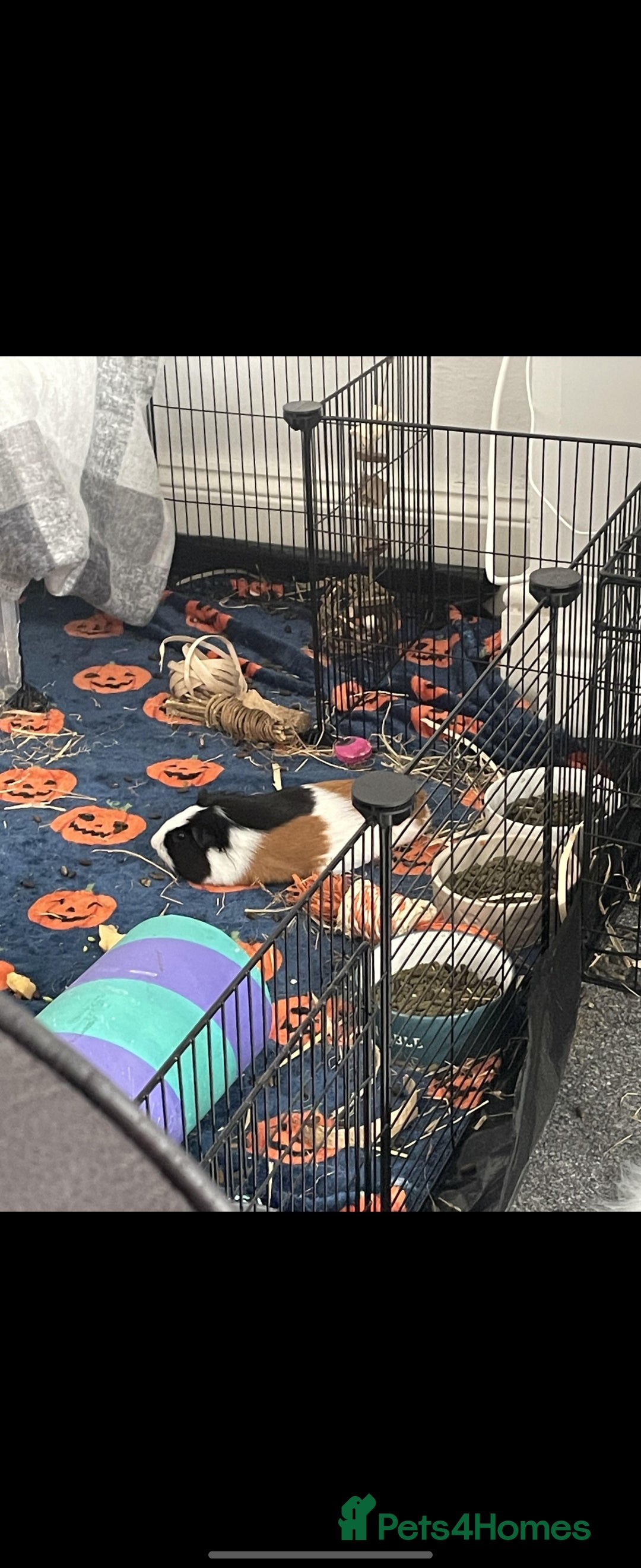 Guinea Pig rodents for sale: Bonded pair of female guinea pigs - Image 4