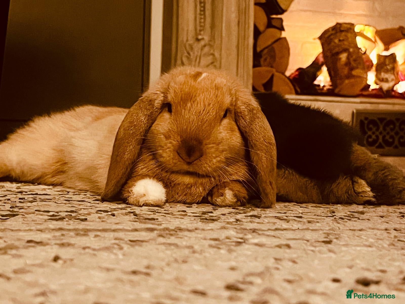 Mixed Breed rabbits Two Holland Lop Rabbits - Advert 2