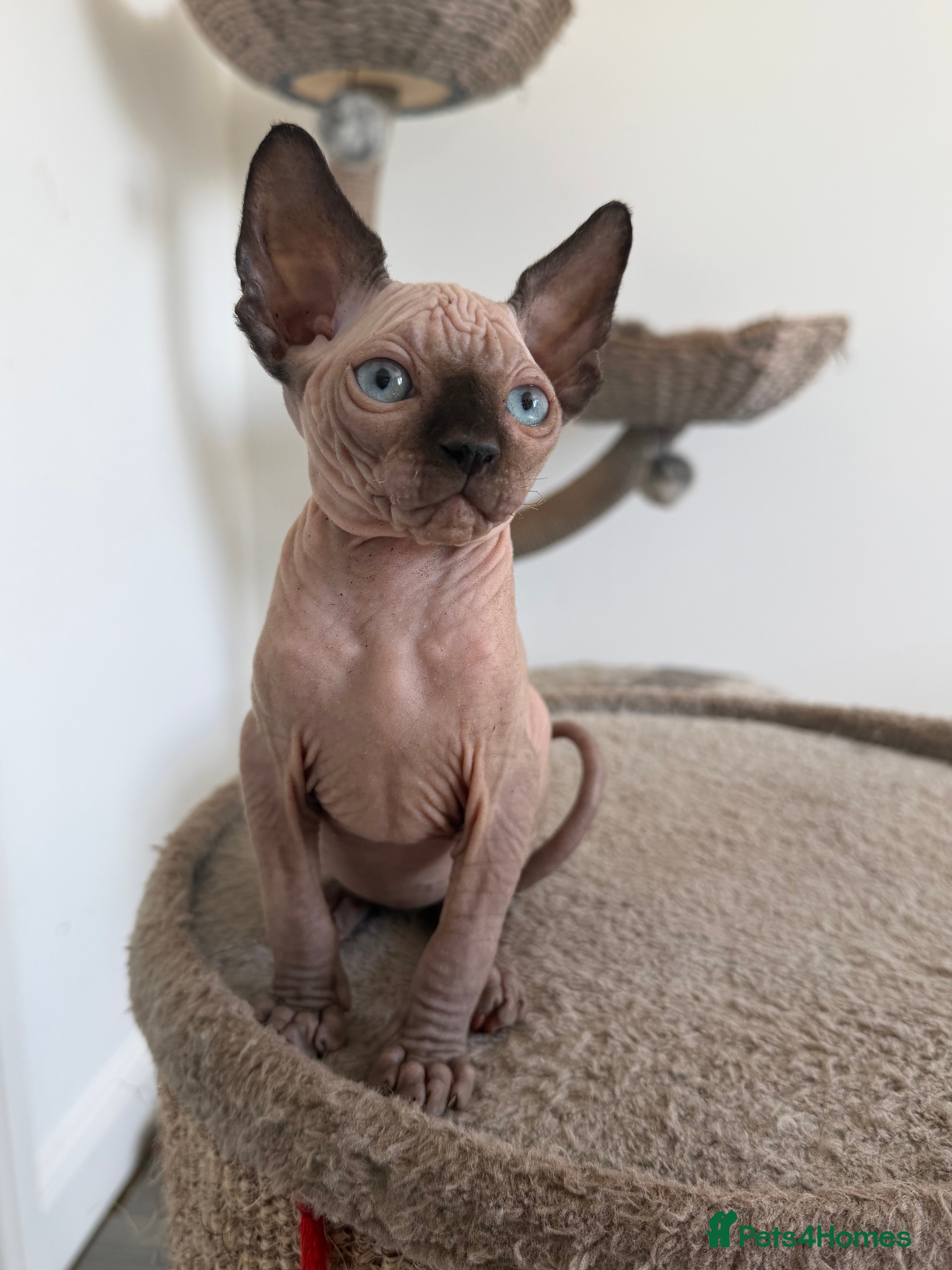 Sphynx cats Only one left❗️Canadian Sphynx Kittens  - Advert 1