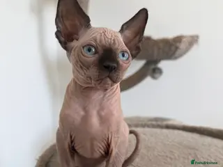 Sphynx cats Only one left❗️Canadian Sphynx Kittens - Advert 1