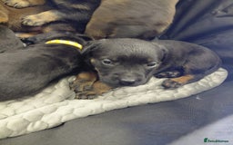Mixed Breed dogs for sale: Rottweiler/pressa f1 - Image 1
