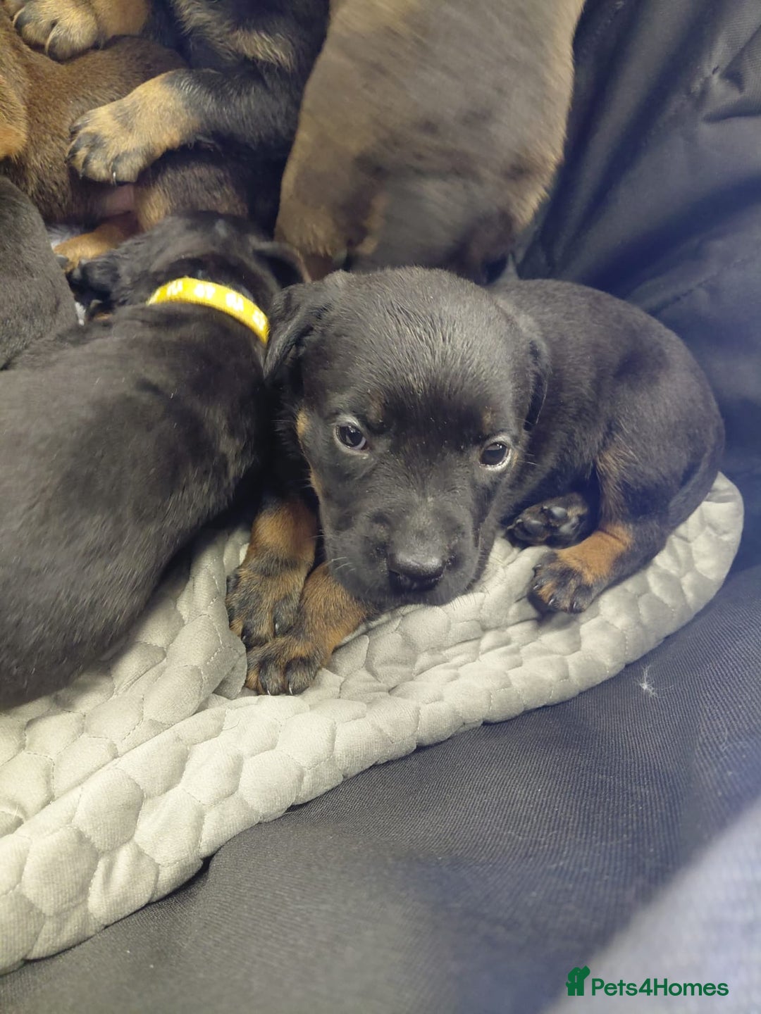 Mixed Breed dogs for sale: Rottweiler/pressa f1 - Image 1