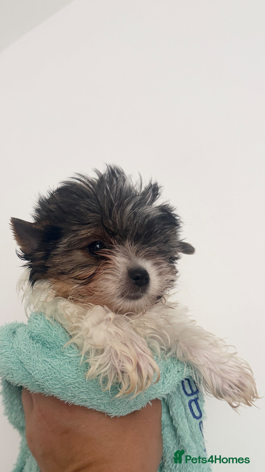 Biewer Terrier dogs Last miniature girl Biewer terrier - Advert 2