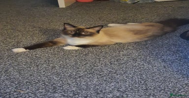 Ragdoll cats - Advert 12