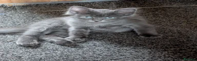 Siberian 2