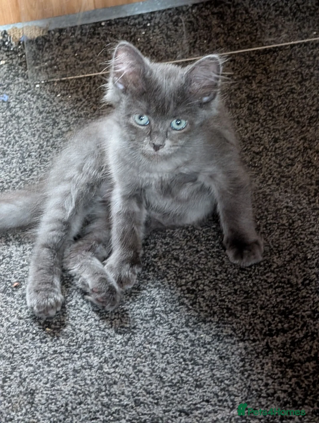 Siberian cats for sale: Siberian boy - Advert 12