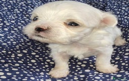 Maltese dogs for sale: 1 Amazing Maltese pup available  - Image 5