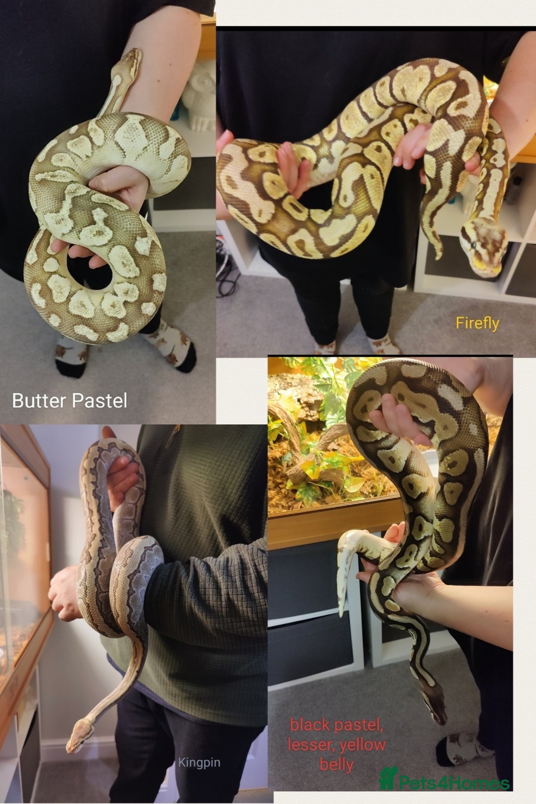 Python Snake reptiles for sale: Royal Python - Mixed morphs available - Advert 1