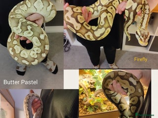 Python Snake reptiles Royal Python - Mixed morphs available - Advert 22