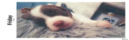 Sprocker dogs for sale: Puppies for salw - Advert 20