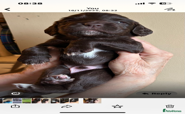 Cocker Spaniel dogs English Working Cocker Spaniel - Advert 12