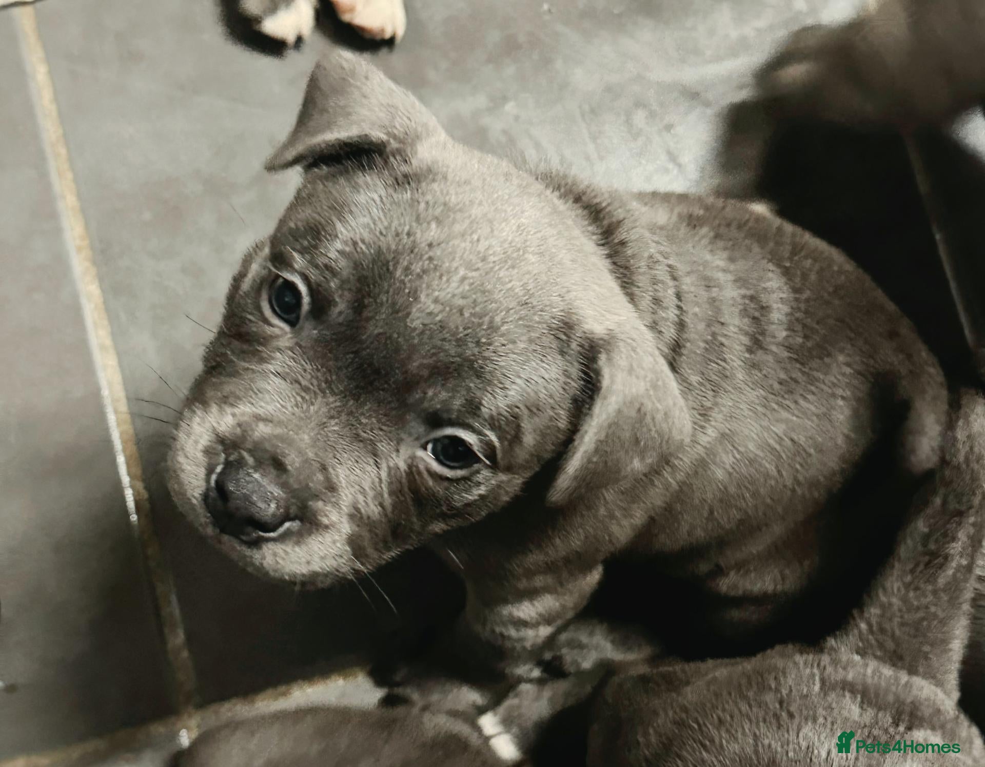 Staffordshire Bull Terrier dogs LAST KC Blue StaffordshireBullTerrier Pup - Advert 1