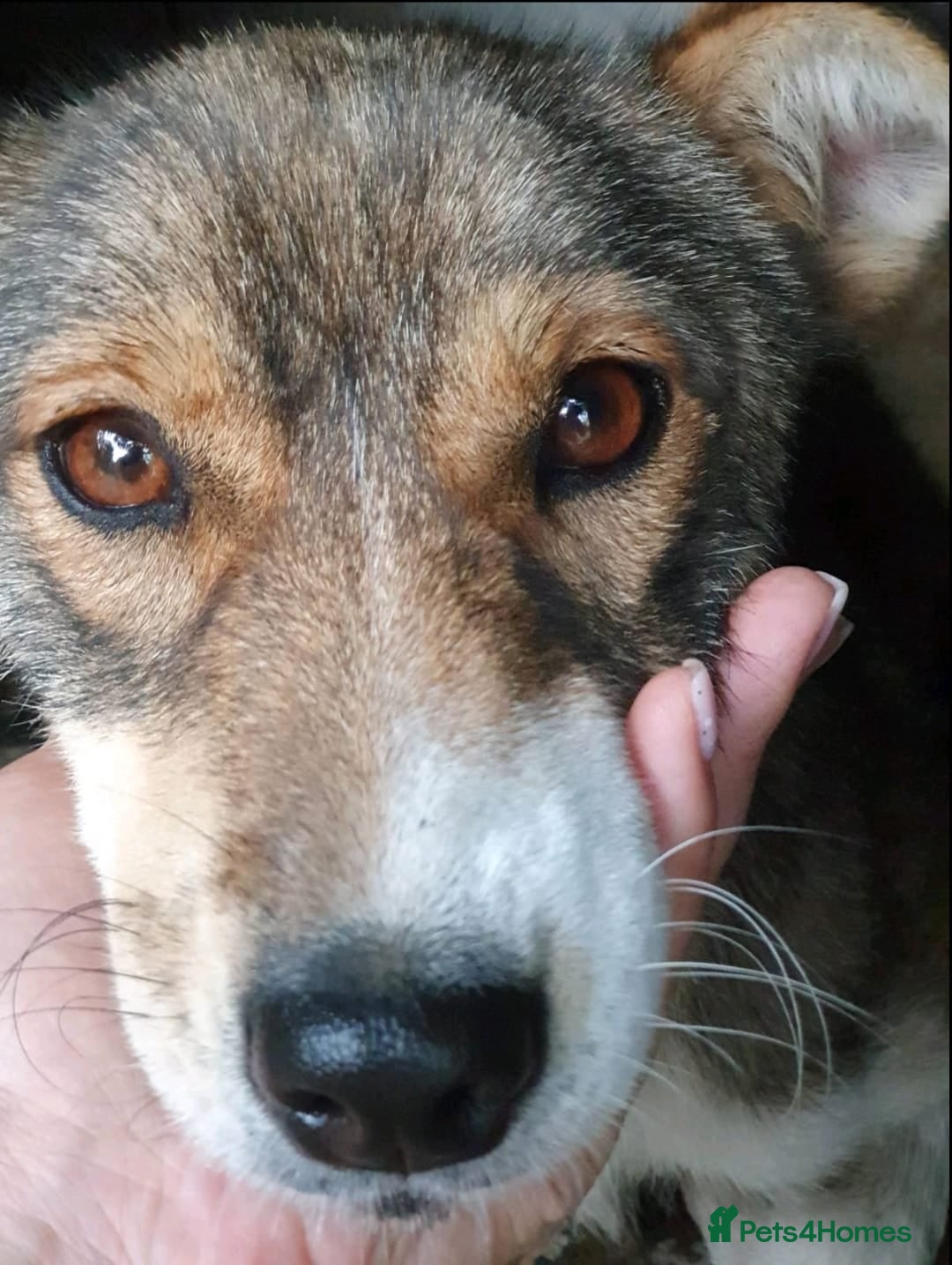 Mixed Breed dogs for adoption: 💖🐶 LASKA 🐶💖 - Image 6