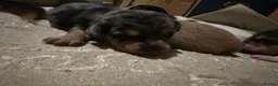 Mixed Breed dogs for sale: 6 beautiful small puppies for sale - Advert 15