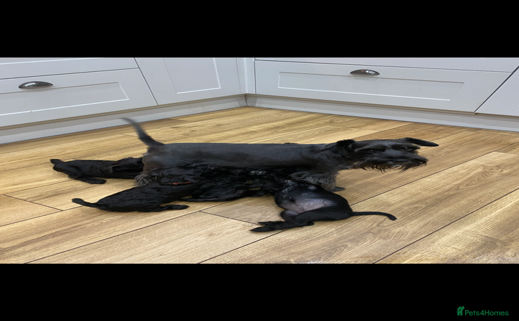 Miniature Schnauzer dogs - Advert 2