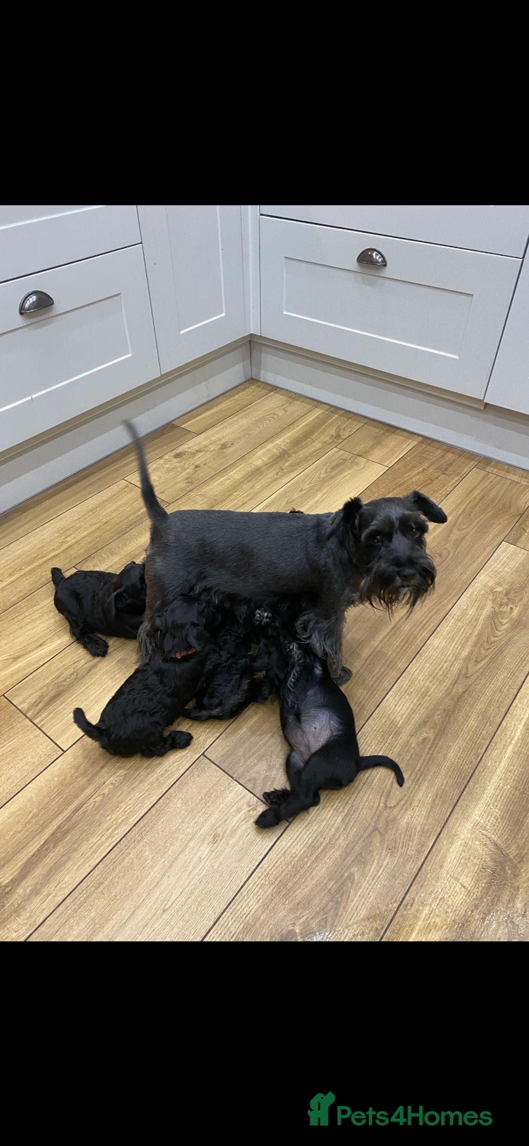 Miniature Schnauzer dogs for sale: Miniature Schnauzers - Image 1